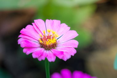 Zinnia elegans veya bahçe güneş parlama ile klasik Zinnia çiçeği