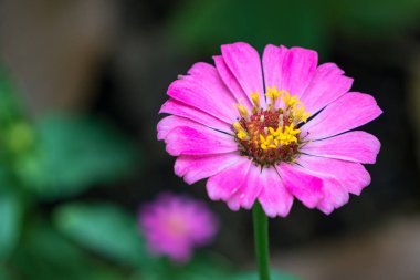 Zinnia elegans veya bahçe güneş parlama ile klasik Zinnia çiçeği