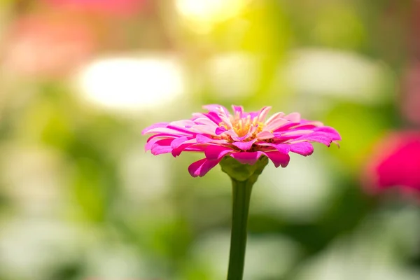 Класична квітка Зіннії Ліцензійні Стокові Фото
