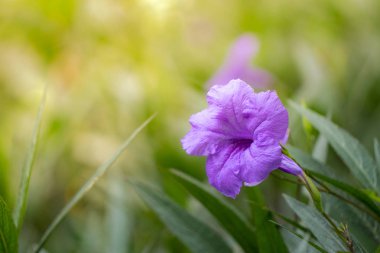 Meksika Petunya çiçeği