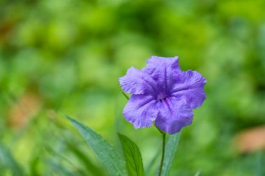 Yaz ve sonbahar Bahçe peyzaj derin Indigo mor tonlar parlatma hassas dekoratif çiçek Meksika Petunya (Ruellia brittoniana)
