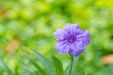 Yaz ve sonbahar Bahçe peyzaj derin Indigo mor tonlar parlatma hassas dekoratif çiçek Meksika Petunya (Ruellia brittoniana)