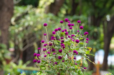 Mor küre mor çiçek