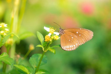 Güneş patlaması çiçek ile kelebek