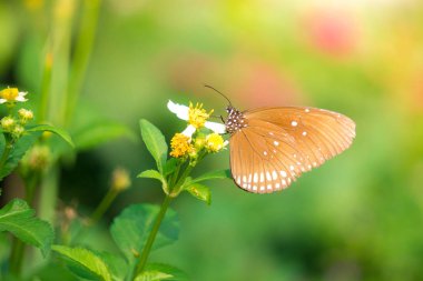 Güneş patlaması çiçek ile kelebek