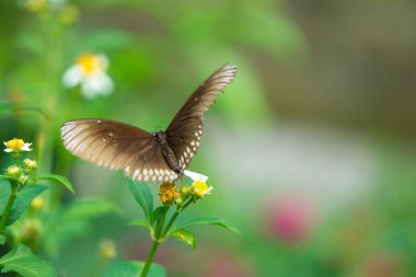 Güneş patlaması çiçek ile kelebek