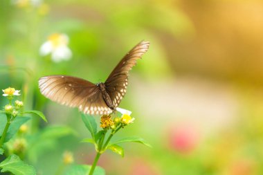 Güneş patlaması çiçek ile kelebek