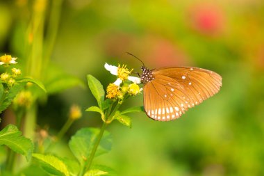 Güneş patlaması çiçek ile kelebek