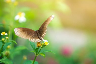 Güneş patlaması çiçek ile kelebek