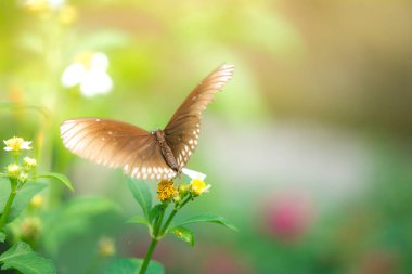 Güneş patlaması çiçek ile kelebek