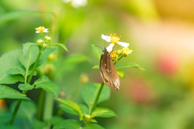 Güneş patlaması çiçek ile kelebek