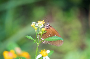 Güneş patlaması çiçek ile kelebek