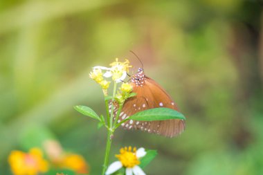 Güneş patlaması çiçek ile kelebek