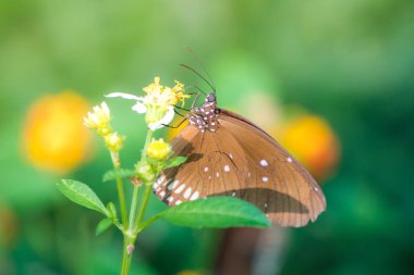 Güneş patlaması çiçek ile kelebek
