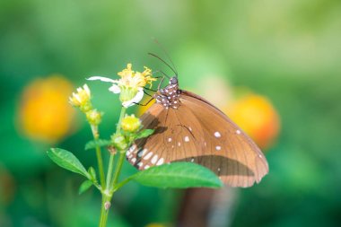 Güneş patlaması çiçek ile kelebek