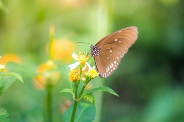 Güneş patlaması çiçek ile kelebek