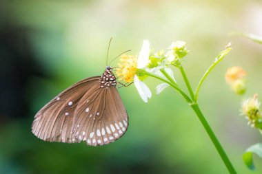 Güneş patlaması çiçek ile kelebek