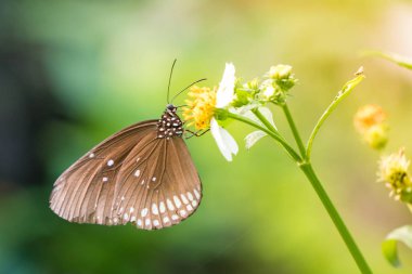 Bir kelebek çiçek ışığında beslenirler