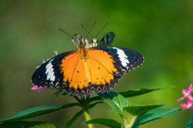 Yaz bahçesinde ixora çiçeğiyle beslenen bir kaplan kelebeği.