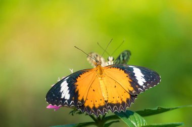 Danaus genutia kelebek