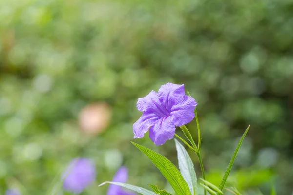 Mexikanische Petunie Ruellia Brittoniana Die Den Sommer Aufhellt — Stockfoto