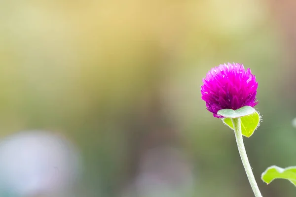 Purple Globe Amaranth Gomphrena Globosa Flowers — Stock Photo, Image