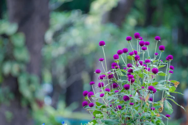 Lila Globus Amaranth Blume — Stockfoto