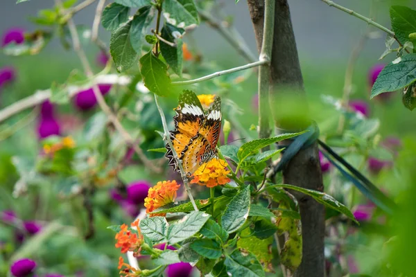 Papillon tigre le matin — Photo