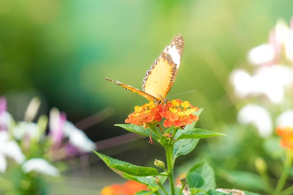 Tiger-Schmetterling am Morgen — Stockfoto