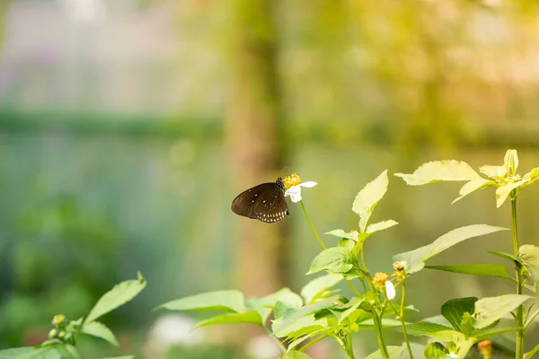 Una mariposa alimentándose de la flor de Bidens pilosa — Foto de Stock