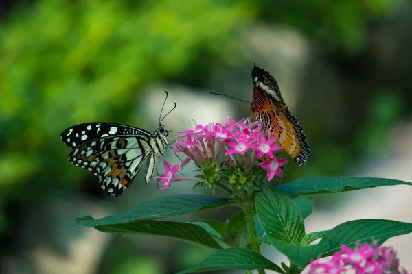 Pareja Mariposa Alimentándose Ixora Flor Jardín Verano — Foto de Stock