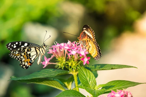 Couple butterfly feeding on flower