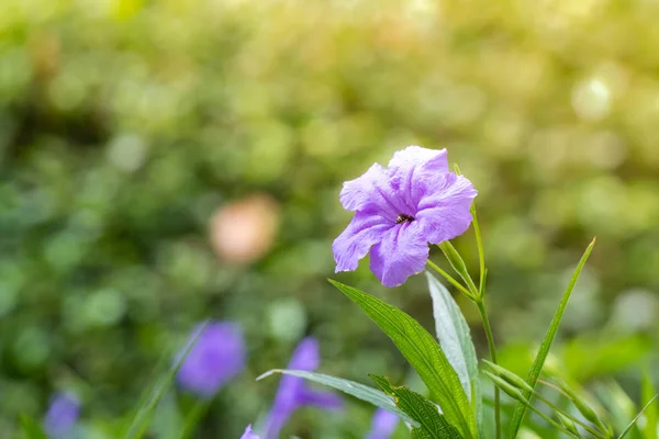 Fleur de pétunia mexicaine Photo De Stock