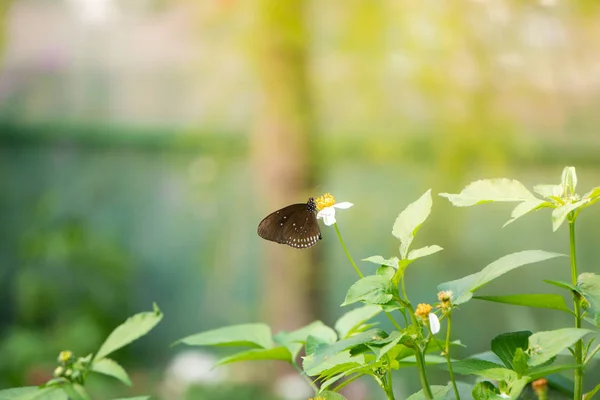 Un papillon se nourrissant de fleurs de Bidens pilosa Images De Stock Libres De Droits