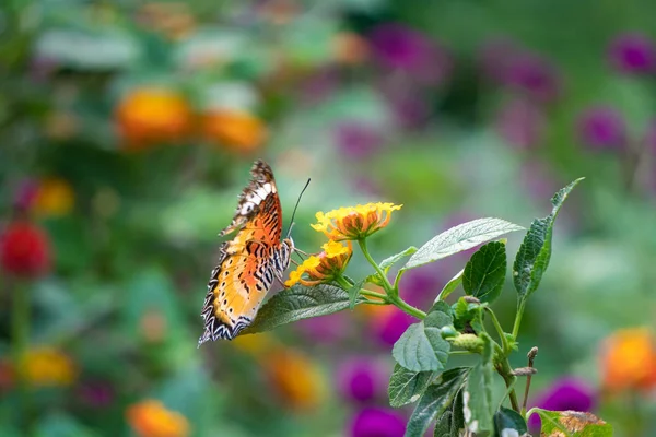 Тигровий Метелик Годує Квітку Лантани Літньому Саду Стокове Фото