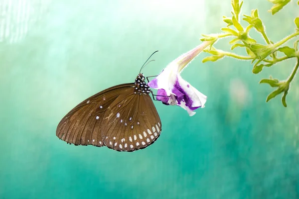 Papillon Nourrissant Gomphrenes Violettes Soleil Image En Vente