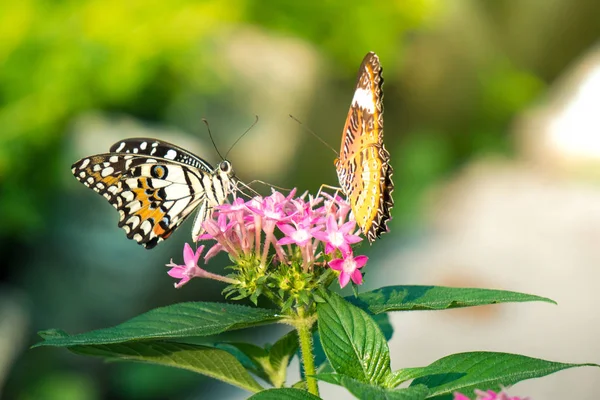 Couple Papillon Nourrissant Fleurs Ixora Dans Jardin Été Photos De Stock Libres De Droits