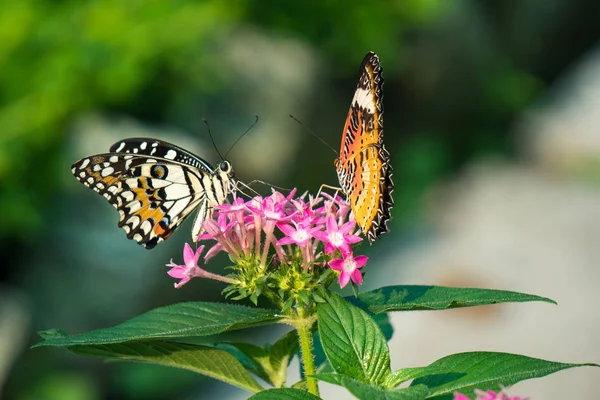 Couple Papillon Nourrissant Fleurs Ixora Dans Jardin Été Images De Stock Libres De Droits