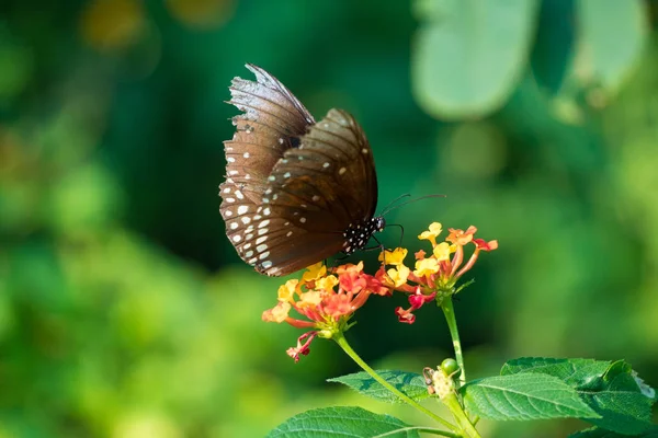 Papillon Nourrissant Fleurs Lantana Dans Jardin Été Images De Stock Libres De Droits