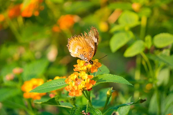Tiger Motýl Krmení Lantana Květiny Letní Zahradě Stock Snímky