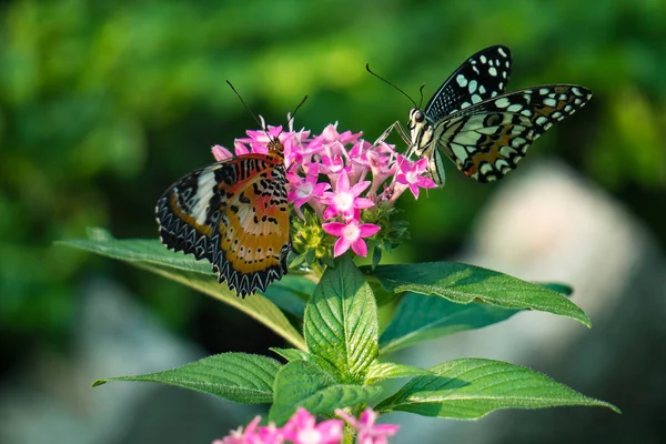 Couple Papillon Nourrissant Fleurs Ixora Dans Jardin Été Image En Vente