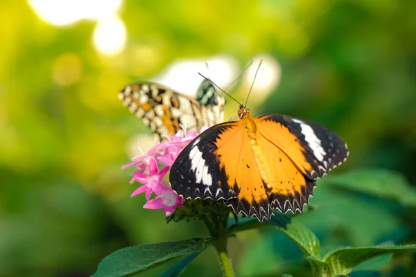 Danaus Genutia Papillon Avec Éruption Solaire Dans Jardin Images De Stock Libres De Droits