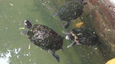 gölette turtle