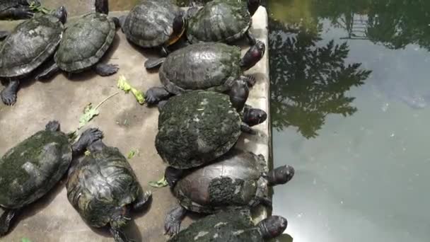 Черепаха в пруду — стоковое видео