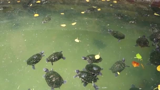 Turtle in pond — Stock Video