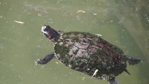 Schildkröte im Teich — Stockvideo