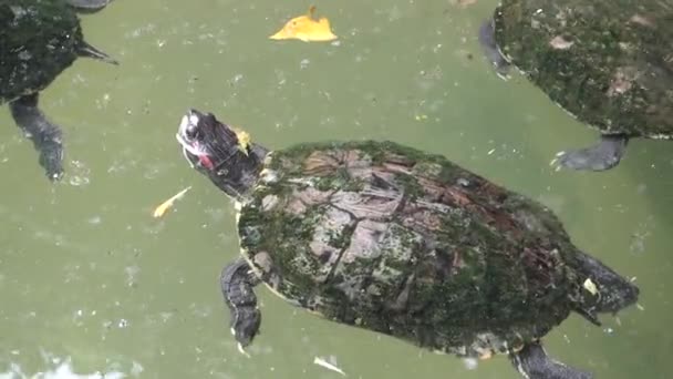 Tortue dans l'étang — Video