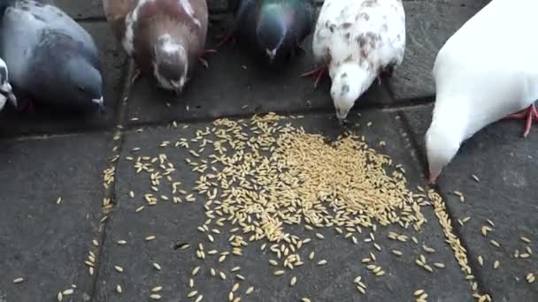 Pombo no parque — Vídeo de Stock