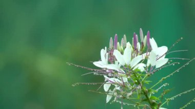Örümcek Cleome hassleriana çiçek