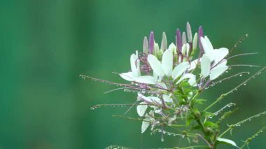 Örümcek Cleome hassleriana çiçek